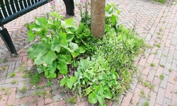 Provincie stelt 250.000 euro beschikbaar voor groene buurtprojecten