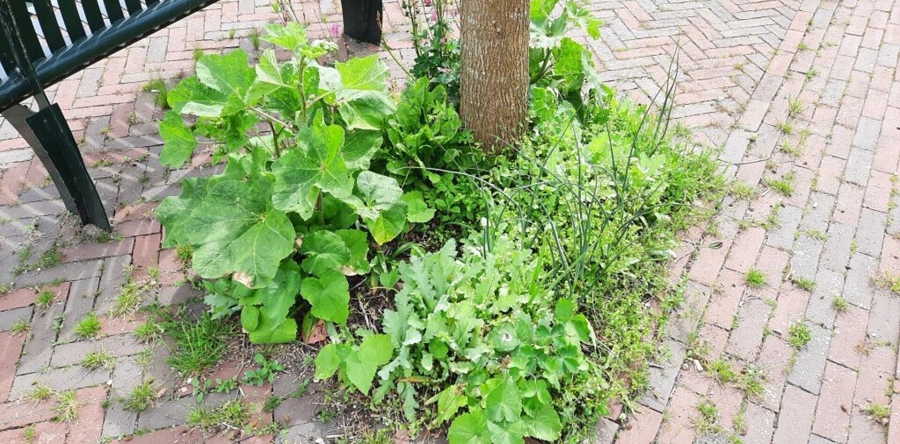 Kale boomspiegels worden groene tuintjes in Waspik en Sprang-Capelle