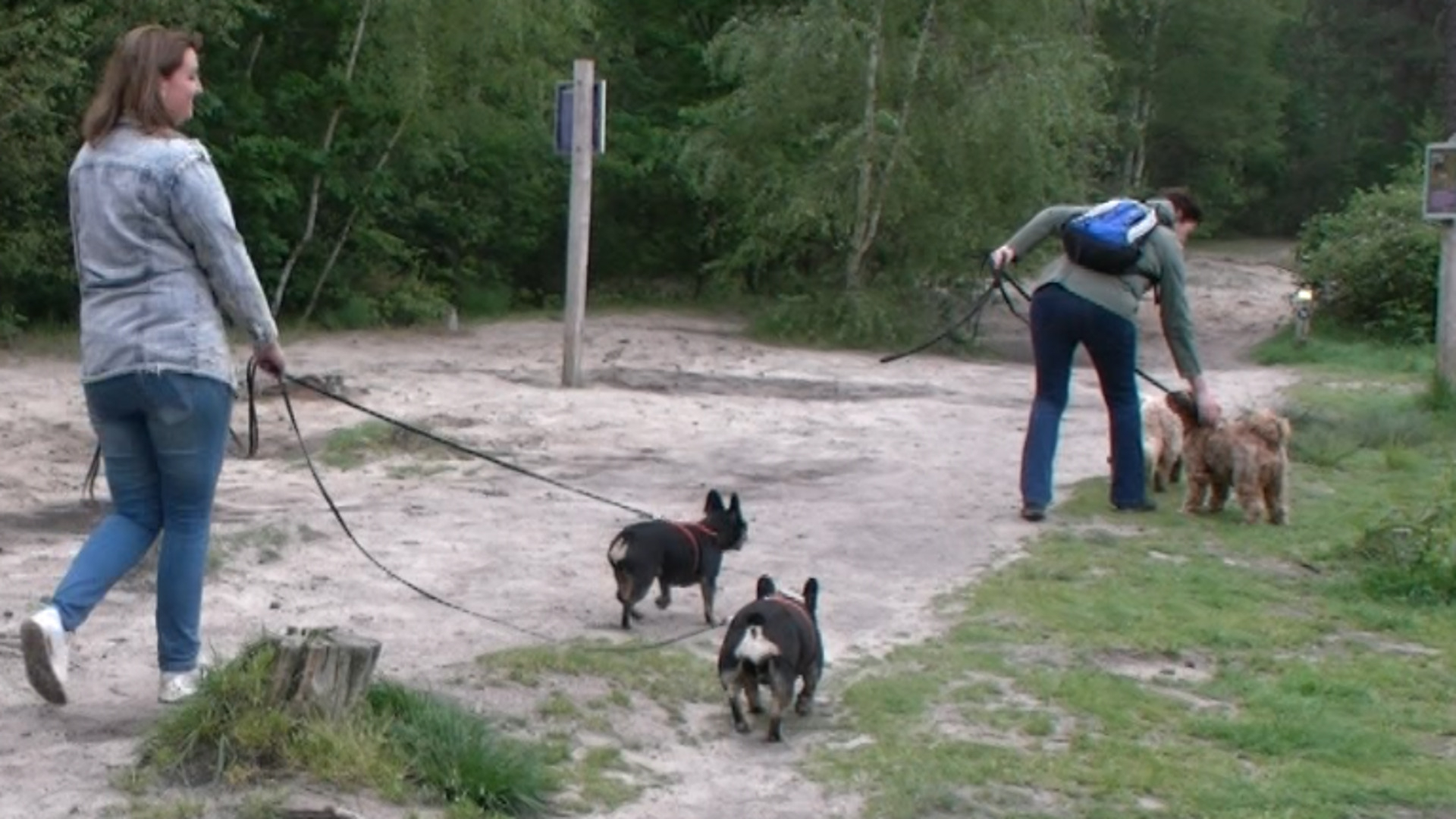 Loslopende honden zorgen voor problemen in broedseizoen (Video)