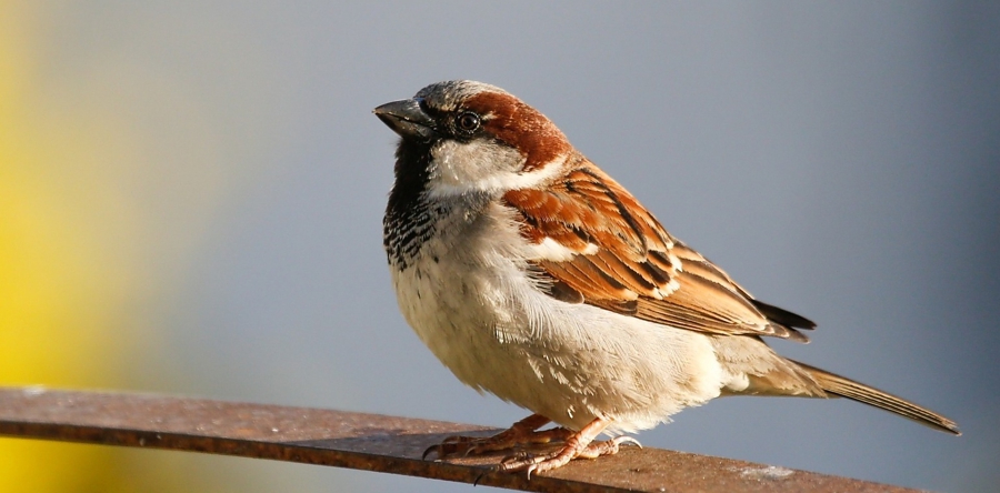 Buurtonderzoek naar leefplek en populatieomvang verschillende vogels