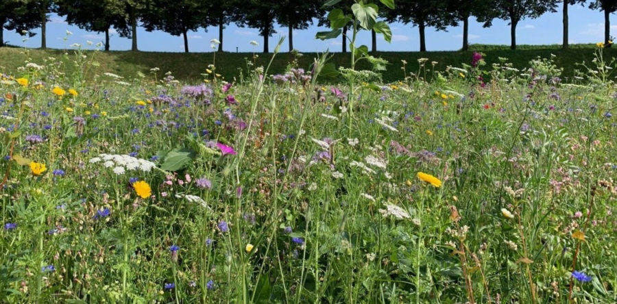 Veel kleur in grootste bloementuin van Heusden Vesting