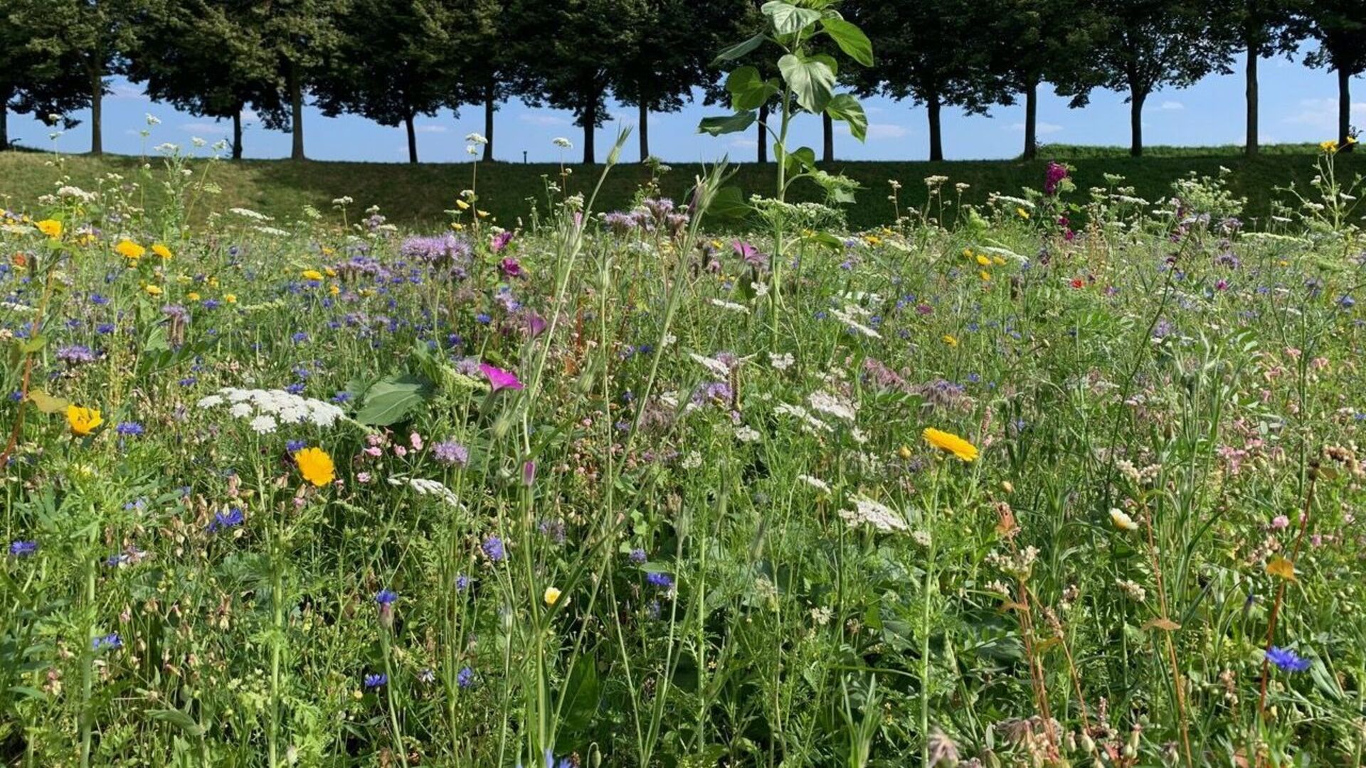 Veel kleur in grootste bloementuin van Heusden Vesting