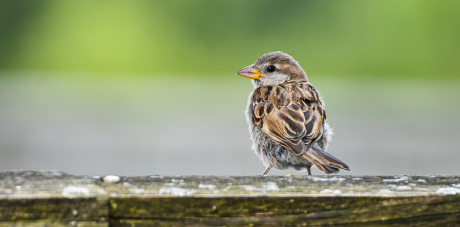 Onderzoek naar leefomgeving vogels levert nieuwe ontdekkingen op