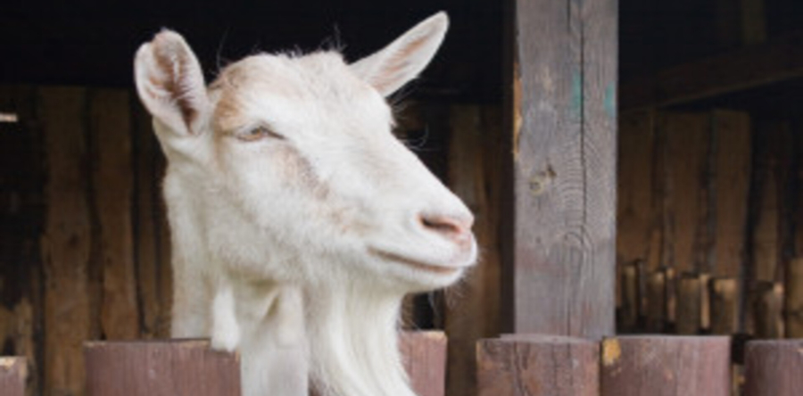 Twee geitjes gered uit put bij geitenboerderij Waspik