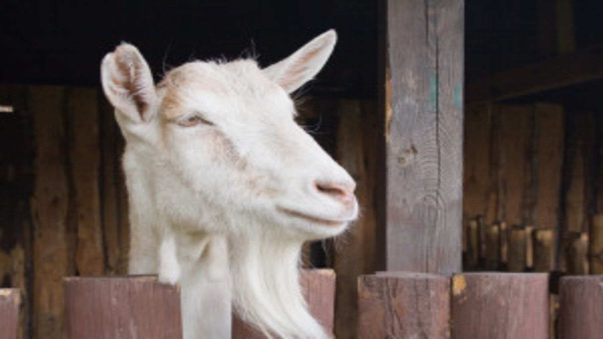 Twee geitjes gered uit put bij geitenboerderij Waspik