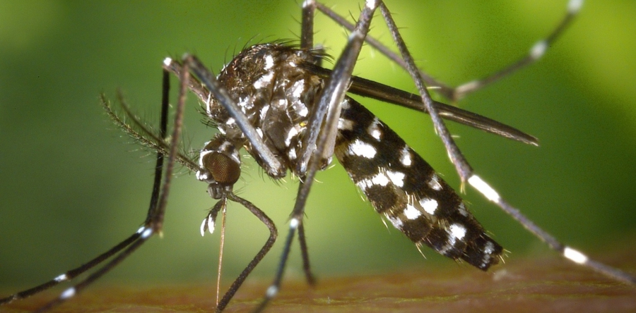 Aziatische tijgermug gesignaleerd in Waalwijk