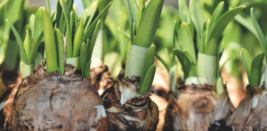 CDA en GL-PvdA Heusden willen onderzoek naar giftige bollenteelt