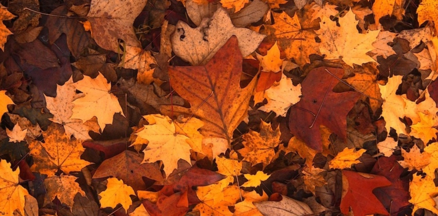 Onderhoud groenbeheer in vierde kwartaal in gemeente Loon op Zand