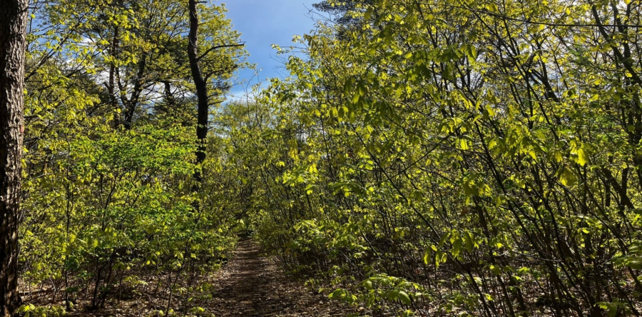 Waarom hoort de Amerikaanse eik niet in de Loonse en Drunense Duinen?