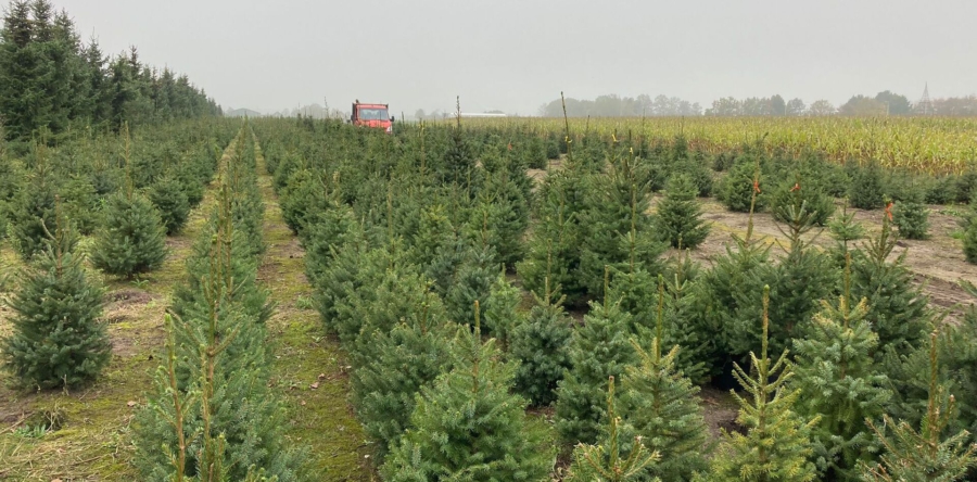 Kerstboomkweker AVRI: ”vijf procent van de kweek heeft schade”