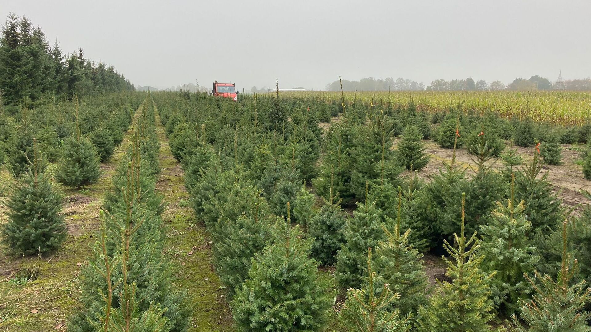 Kerstboomkweker AVRI: ''vijf procent van de kweek heeft schade''
