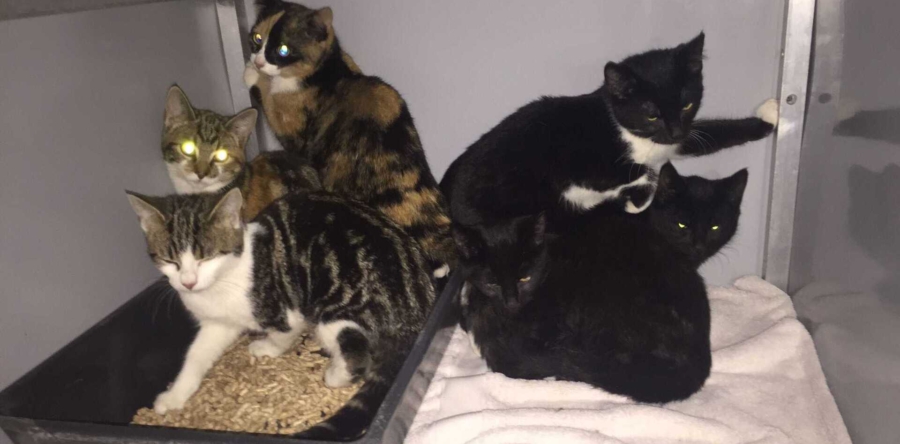 Zes jonge katten achtergelaten in Oudheusden