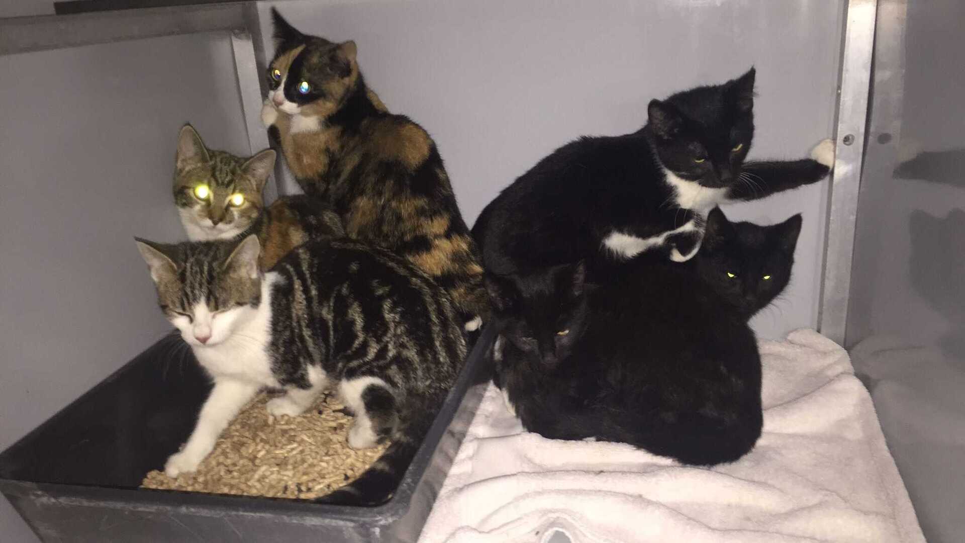 Zes jonge katten achtergelaten in Oudheusden