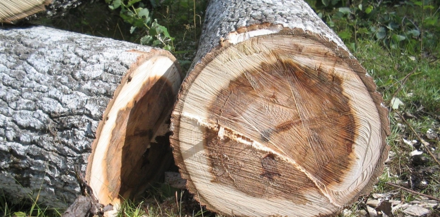 Dode en zieke bomen in gemeente Heusden gekapt en vervangen