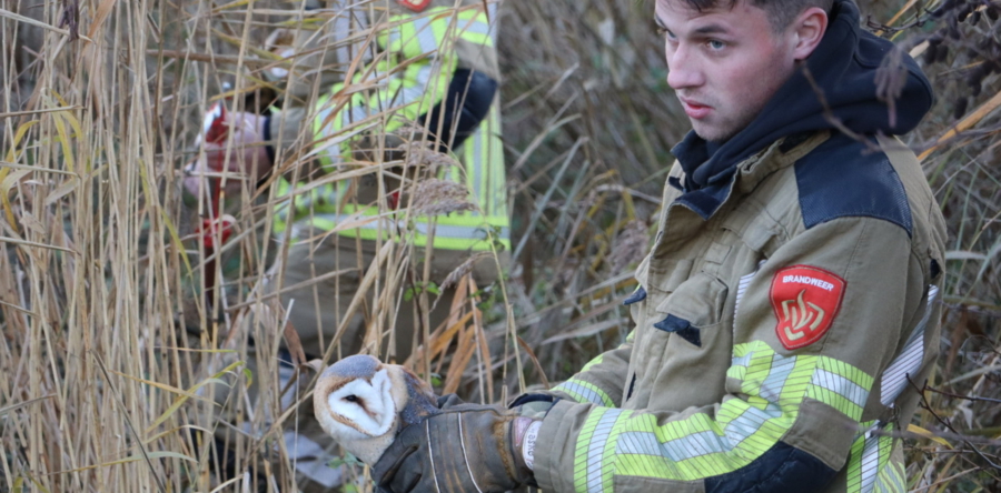 Brandweer bevrijdt vastzittende uil uit boom in Sprang-Capelle