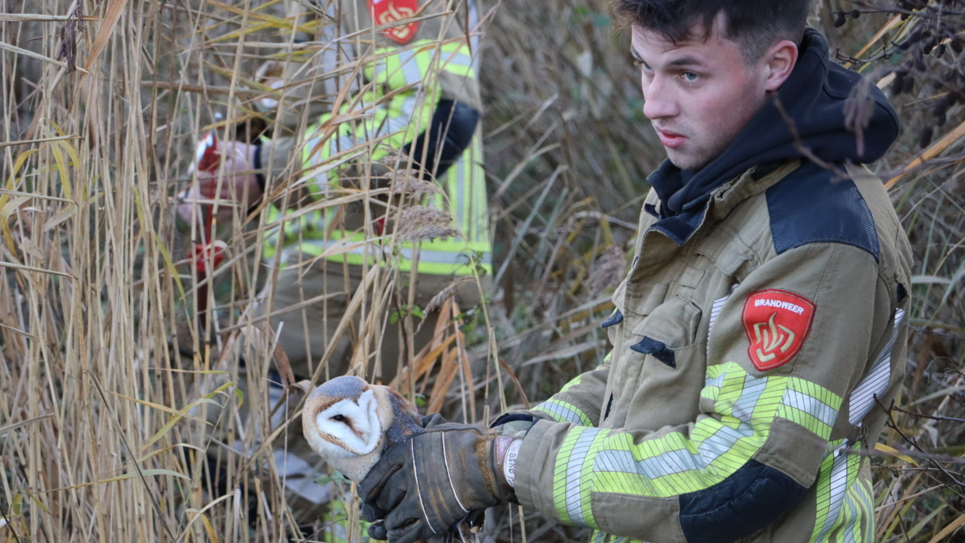 Brandweer bevrijdt vastzittende uil uit boom in Sprang-Capelle