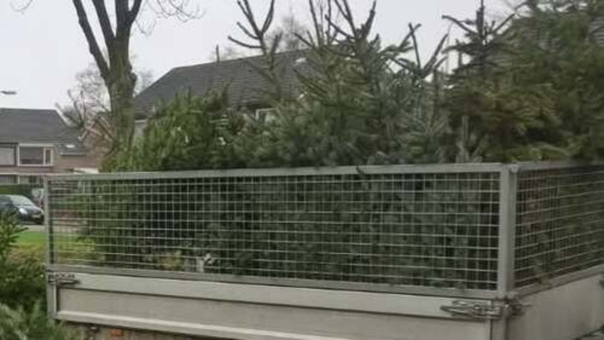 Kerstbomeninzameling in de gemeente Heusden levert veel kerstbomen op