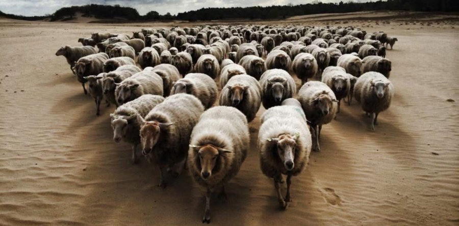 Tijd, schapen en geduld: hoe schaapskuddes ons landschap herstellen