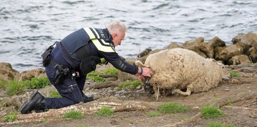 Politie schiet bevallend schaap te hulp, maar lam overleeft het niet