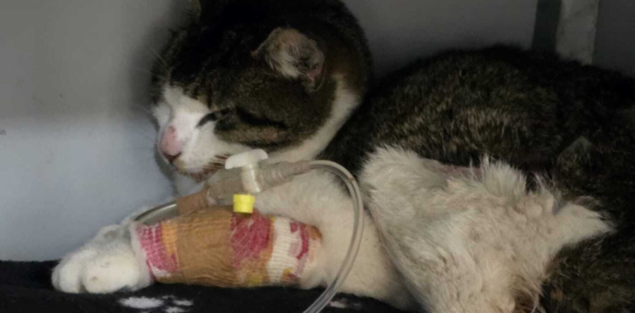 Mishandelde poes gevonden in schuur, maar overleeft verwondingen niet