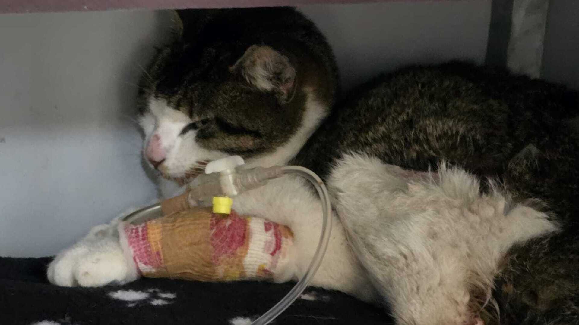 Mishandelde poes gevonden in schuur, maar overleeft verwondingen niet