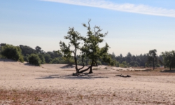 Loonse en Drunense Duinen in ademnood door stikstof en droogte