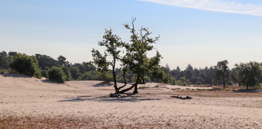 Loonse en Drunense Duinen in ademnood door stikstof en droogte
