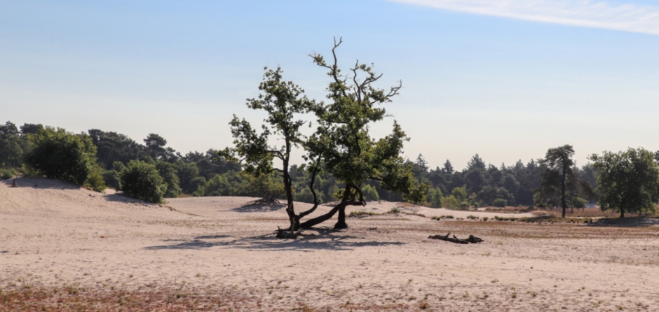 Loonse en Drunense Duinen in ademnood door stikstof en droogte