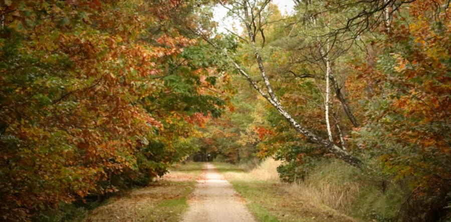 herfst in de duiventoren Dongen