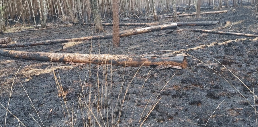Schade natuurbrand Loonse en Drunense Duinen zichtbaar (Video)