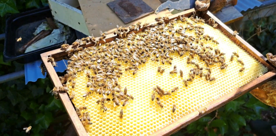 Dag van de bij: hoe gaat het met de bijen in De Langstraat? (Video)