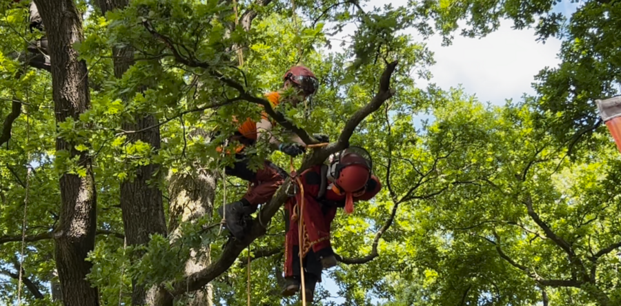 NK boomverzorging vindt dit jaar plaats in Dongen (Video)