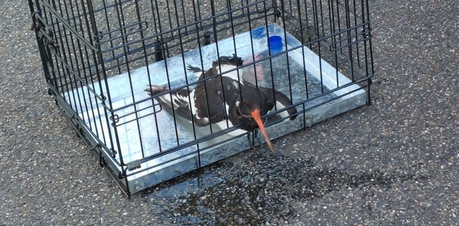 Brandweer Waalwijk zet hoogwerker in om vastgekomen vogel te redden