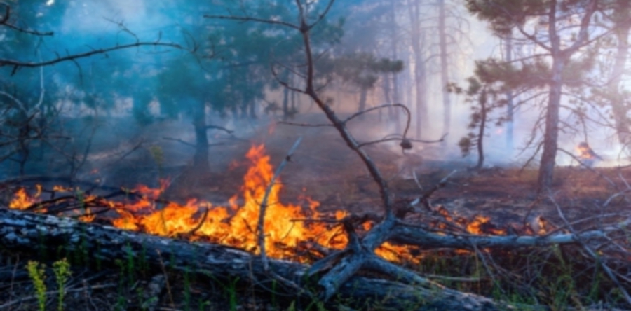Korte bosbrand tussen de Efteling en Bosrijk