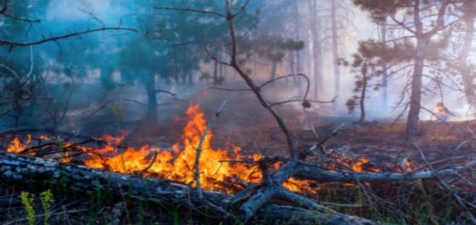Korte bosbrand tussen de Efteling en Bosrijk