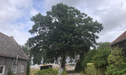 GroenLinksaf legt vuur aan schenen van college over Moni Eik