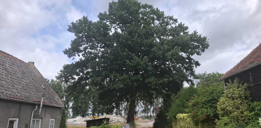 Gerucht blijkt onwaar: Moni Eik wordt niet gekapt