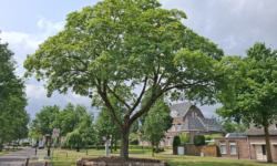 Dertien bomen in gemeente Loon op Zand hebben extra zorg gekregen