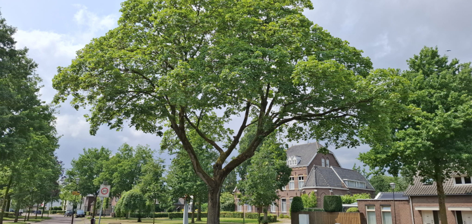 Dertien bomen in gemeente Loon op Zand hebben extra zorg gekregen