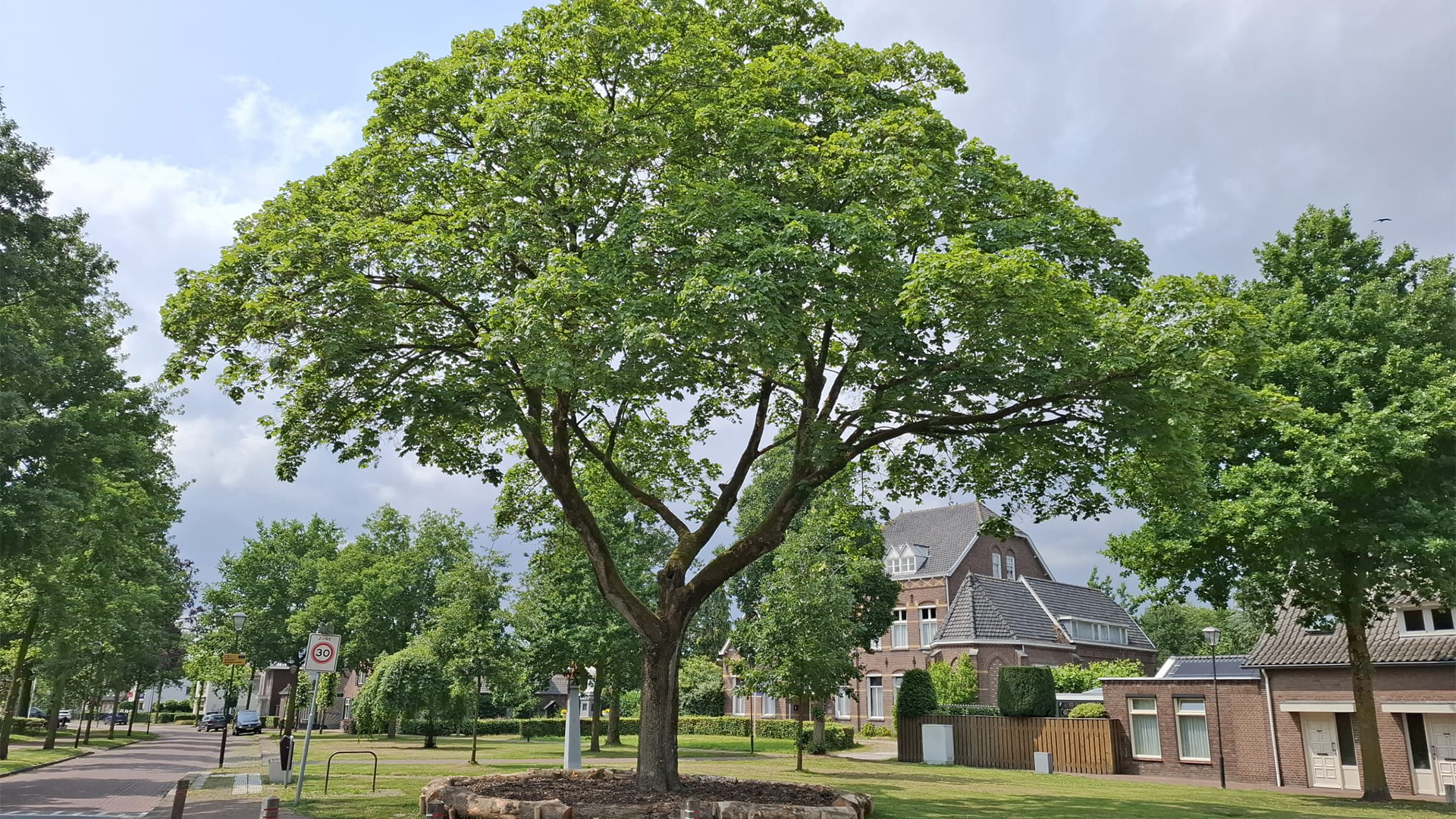 Dertien bomen in gemeente Loon op Zand hebben extra zorg gekregen