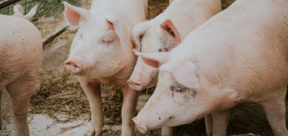 Aantal varkens hard gekelderd in De Langstraat, behalve in Dongen