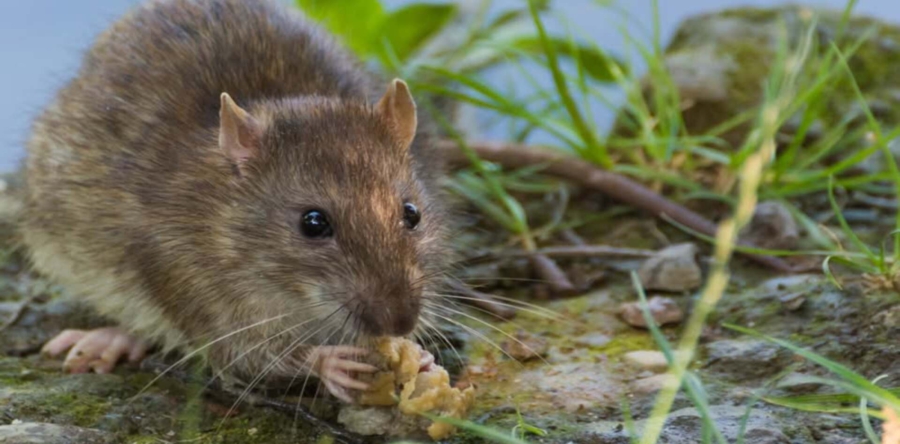 Gemeente Heusden maait gras langs de Demer tegen rattenoverlast