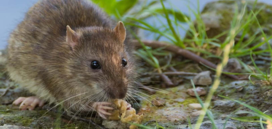 Gemeente Heusden maait gras langs de Demer tegen rattenoverlast