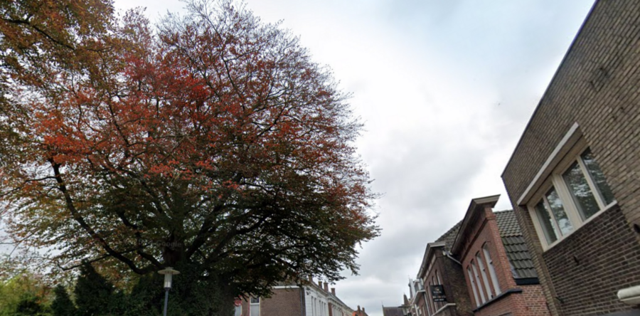 Gemeente benadrukt: boom Grotestraat gekapt omdat boom ziek is