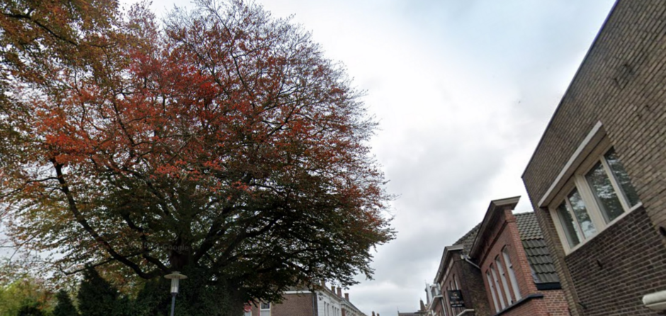Grote boom in de Grotestraat in Waalwijk wordt verwijderd