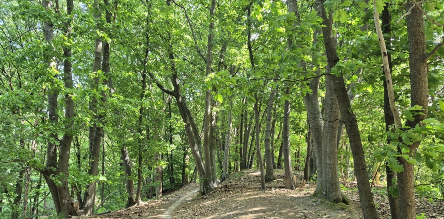 Natuurmonumenten gaat Amerikaanse eik aanpakken in Kaatsheuvel