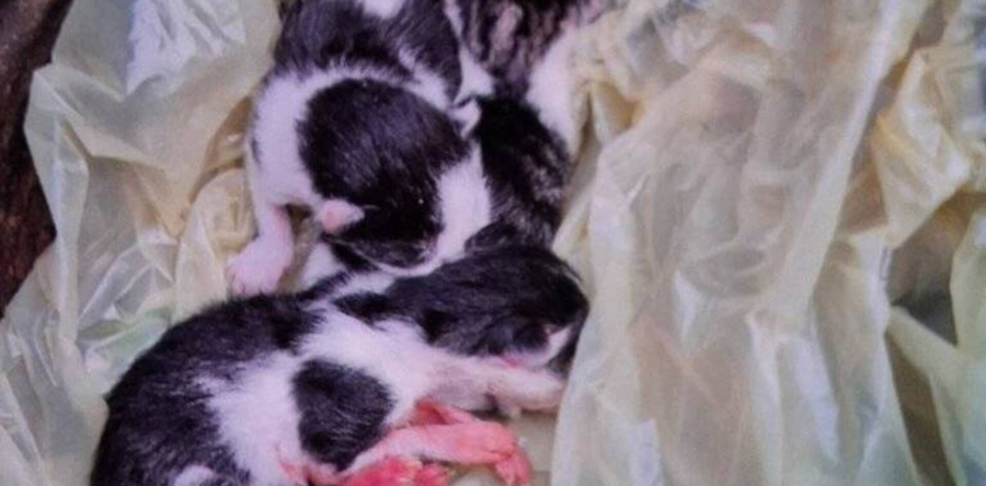 Politie vindt kittens en brengt ze naar asiel, twee halen het niet