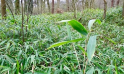 Halve hectare groot bamboebos in Drunense Duinen wordt verwijderd