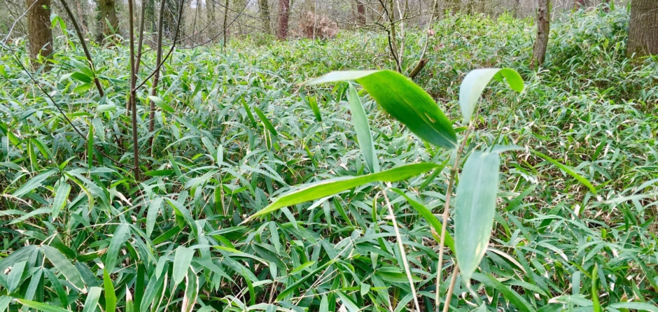 Halve hectare groot bamboebos in Drunense Duinen wordt verwijderd