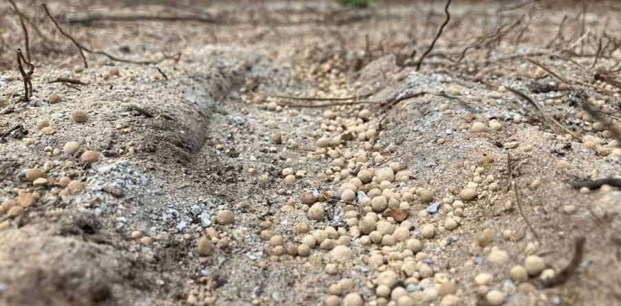 Bodemleven in duinen functioneert niet goed: maatregelen getroffen
